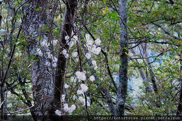 [台灣/新竹 苗栗] 2023.12 世紀奇峰 - 大霸尖山