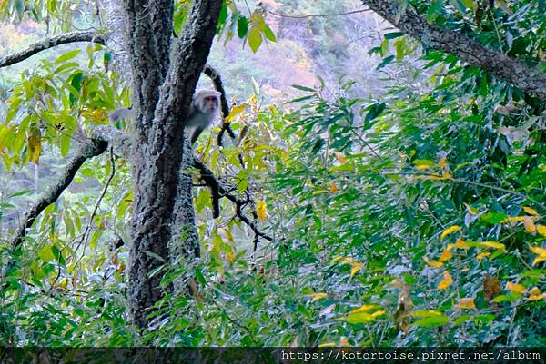 [台灣/新竹 苗栗] 2023.12 世紀奇峰 - 大霸尖山