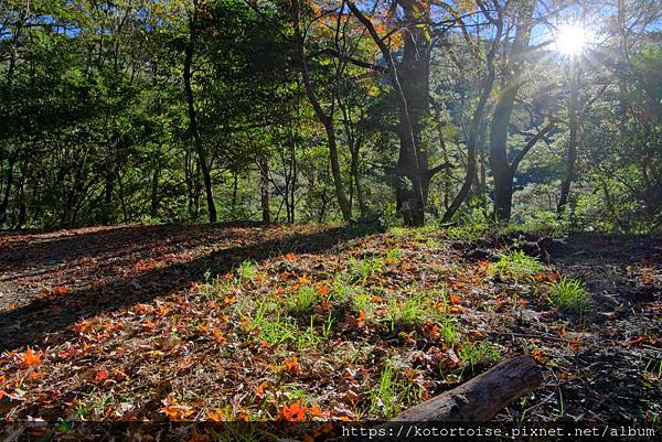 [台灣/新竹 苗栗] 2023.12 世紀奇峰 - 大霸尖山