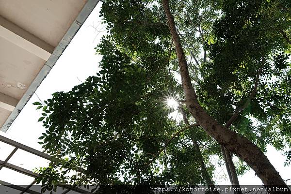 [台灣/新北] 2024.1 參訪祖師廟,漫步三峽老街