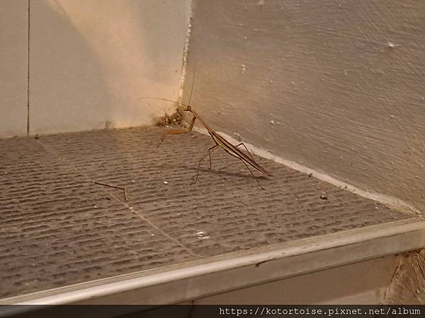 [台灣/花蓮] 2024.1 住在部落裡: 花田一鷺漫旅民宿