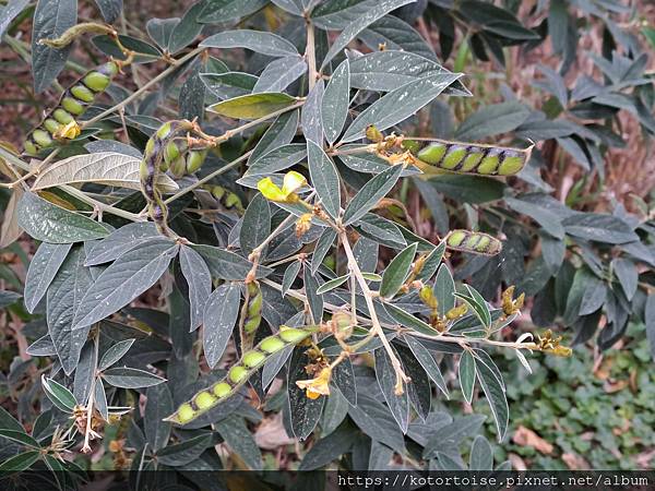[台灣/花蓮] 2024.1 住在部落裡: 花田一鷺漫旅民宿