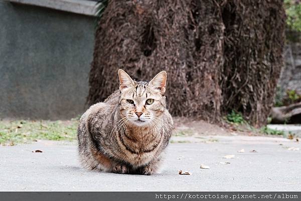 [台灣/花蓮] 2024.1 新城風光