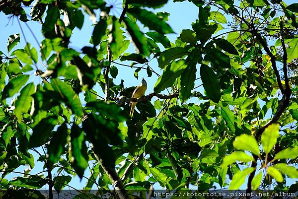 [台灣/新北] 2024.2 早晨的小粗坑步道