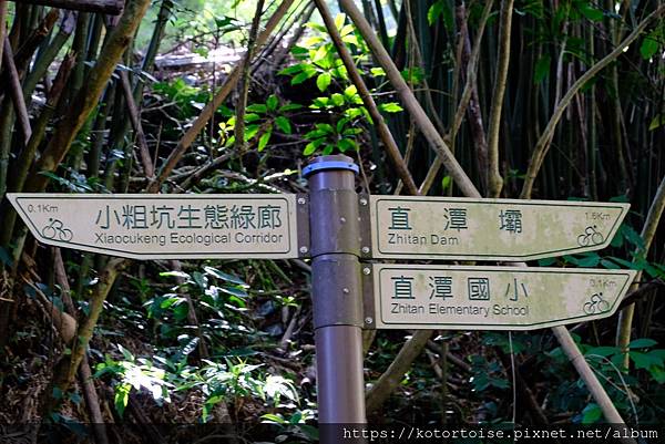 [台灣/新北] 2024.2 早晨的小粗坑步道