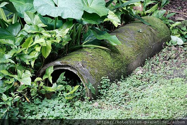 [台灣/新北] 2024.2 早晨的小粗坑步道