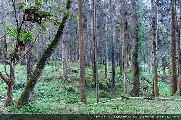 [台灣/新北] 2024.2 大年初二來溪頭走春