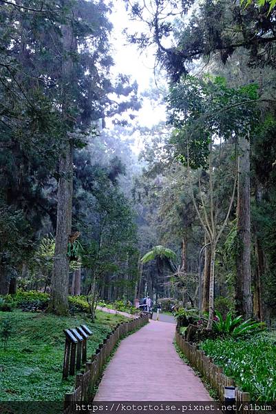 [台灣/新北] 2024.2 大年初二來溪頭走春