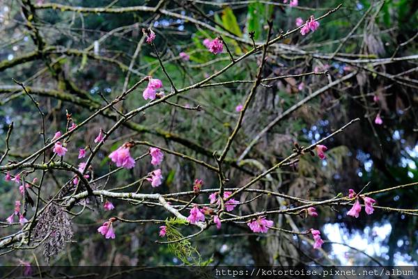 [台灣/新北] 2024.2 大年初二來溪頭走春