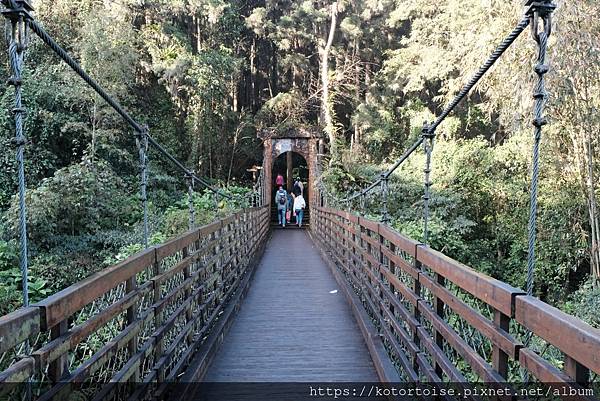 [台灣/新北] 2024.2 大年初二來溪頭走春