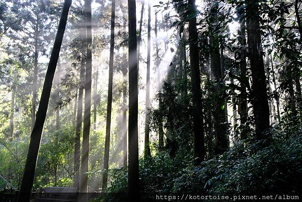 [台灣/新北] 2024.2 大年初二來溪頭走春