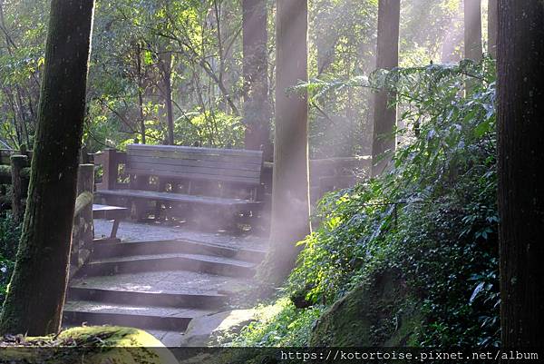 [台灣/新北] 2024.2 大年初二來溪頭走春