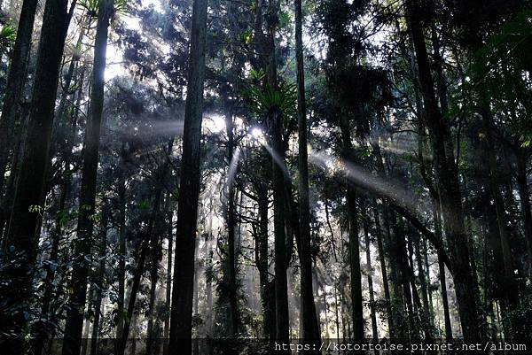 [台灣/新北] 2024.2 大年初二來溪頭走春