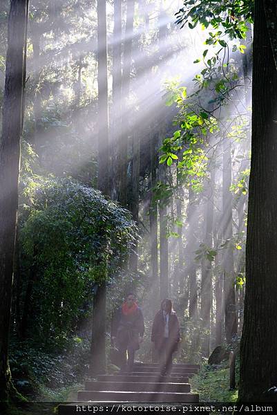 [台灣/新北] 2024.2 大年初二來溪頭走春