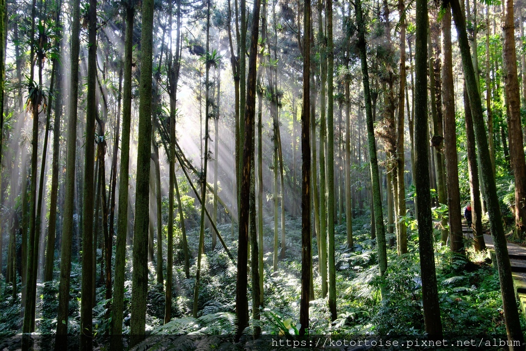 [台灣/新北] 2024.2 大年初二來溪頭走春
