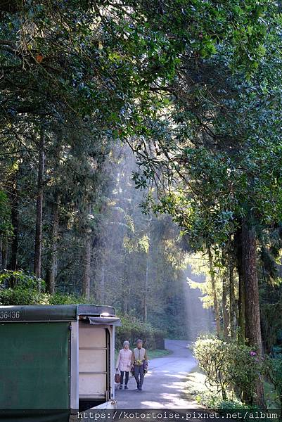 [台灣/新北] 2024.2 大年初二來溪頭走春