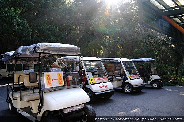 [台灣/新北] 2024.2 大年初二來溪頭走春