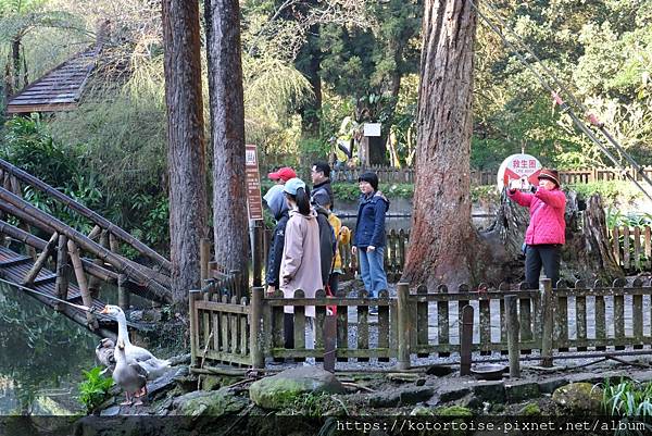 [台灣/新北] 2024.2 大年初二來溪頭走春