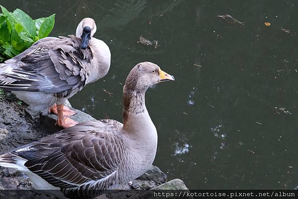 [台灣/新北] 2024.2 大年初二來溪頭走春