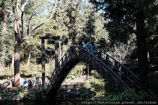 [台灣/新北] 2024.2 大年初二來溪頭走春