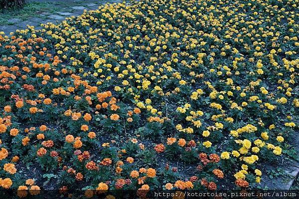 [台灣/新北] 2024.2 大年初二來溪頭走春