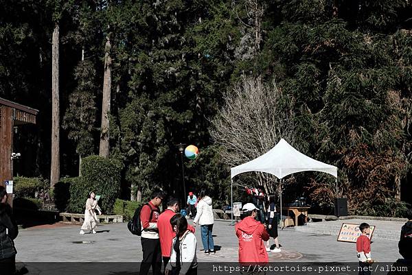 [台灣/新北] 2024.2 大年初二來溪頭走春