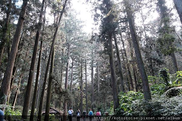 [台灣/新北] 2024.2 大年初二來溪頭走春