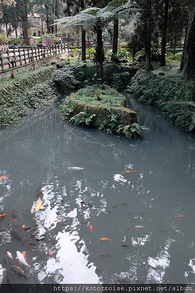 [台灣/新北] 2024.2 大年初二來溪頭走春