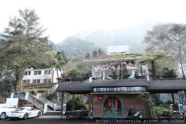 [台灣/新北] 2024.2 大年初二來溪頭走春