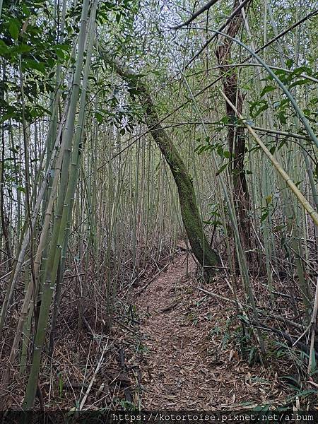 [台灣/新北] 2024.3 小健行: 碧潭獅潭山和美山碧潭