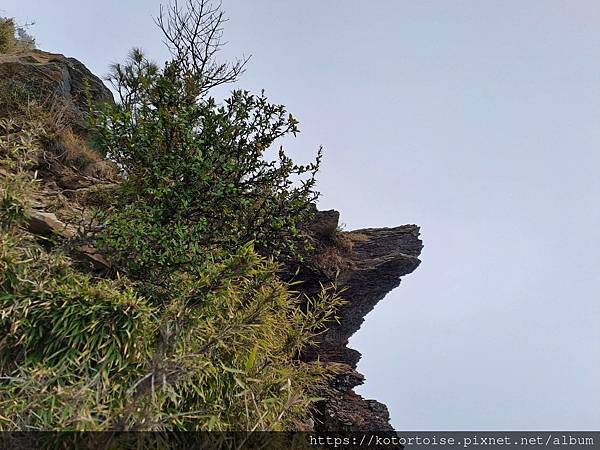 [台灣/南投] 2024.3 坐車比爬山累: 參訪郡大山