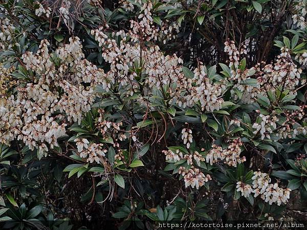 [台灣/南投] 2024.3 坐車比爬山累: 參訪郡大山