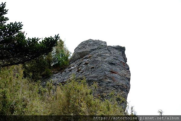 [台灣/南投] 2024.3 坐車比爬山累: 參訪郡大山