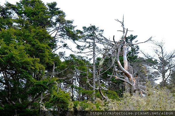 [台灣/南投] 2024.3 坐車比爬山累: 參訪郡大山