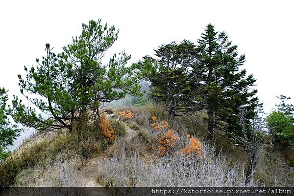 [台灣/南投] 2024.3 坐車比爬山累: 參訪郡大山