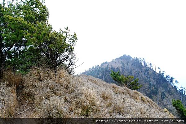 [台灣/南投] 2024.3 坐車比爬山累: 參訪郡大山