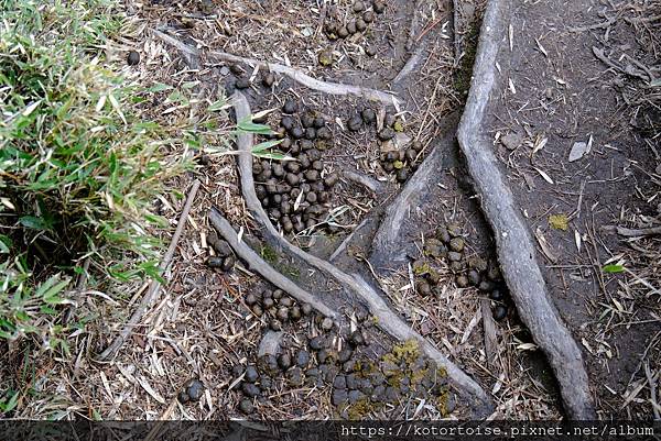 [台灣/南投] 2024.3 坐車比爬山累: 參訪郡大山