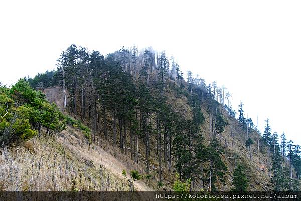 [台灣/南投] 2024.3 坐車比爬山累: 參訪郡大山