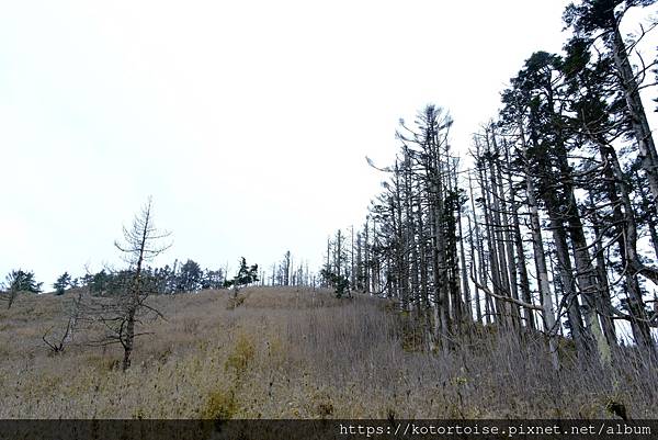 [台灣/南投] 2024.3 坐車比爬山累: 參訪郡大山