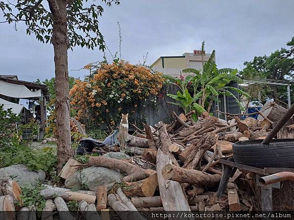 [台灣/台東] 2024.4 都蘭小日子