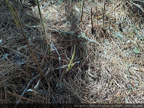 [台灣/台中] 2024.4 武陵二秀品田池有 兩天一夜 (