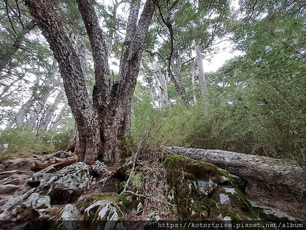[台灣/台中] 2024.4 武陵二秀品田池有 兩天一夜 (