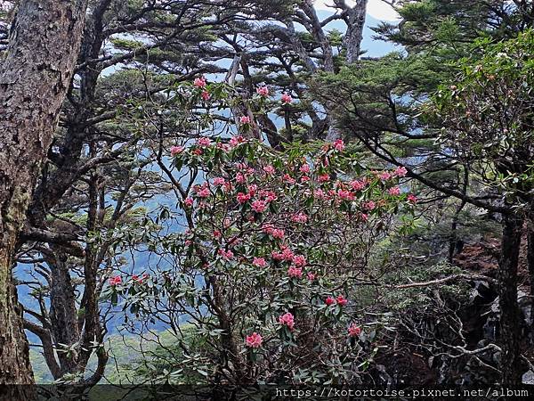 [台灣/台中] 2024.4 武陵二秀品田池有 兩天一夜 (