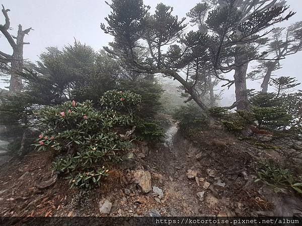 [台灣/台中] 2024.4 武陵二秀品田池有 兩天一夜 (