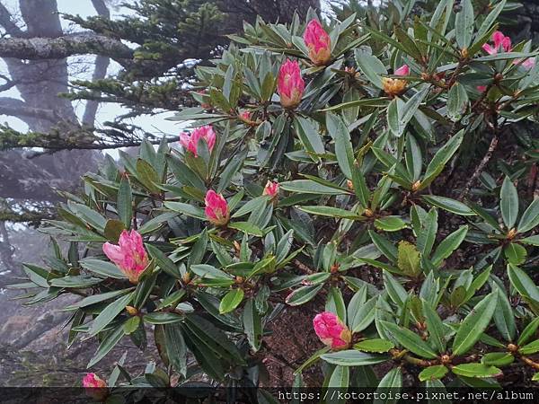 [台灣/台中] 2024.4 武陵二秀品田池有 兩天一夜 (