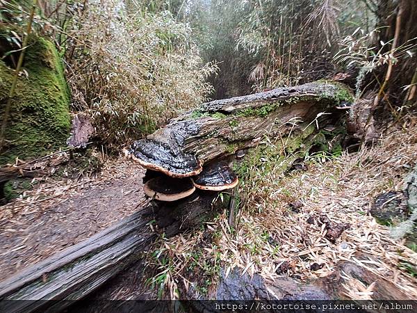 [台灣/台中] 2024.4 武陵二秀品田池有 兩天一夜 (