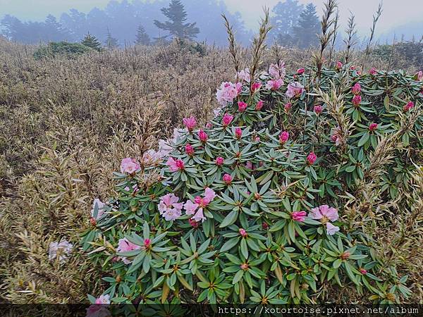 [台灣/台中] 2024.4 武陵二秀品田池有 兩天一夜 (