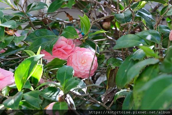 [台灣/台中] 2024.4 武陵二秀品田池有 兩天一夜 (