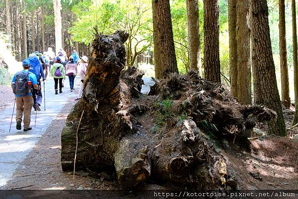 [台灣/台中] 2024.4 武陵二秀品田池有 兩天一夜 (