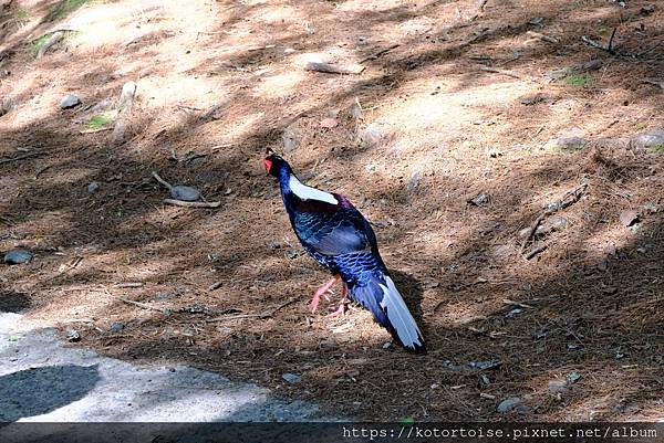[台灣/台中] 2024.4 武陵二秀品田池有 兩天一夜 (